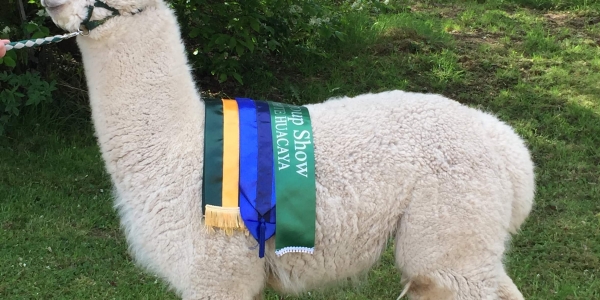 Hushabye Farm Alpacas